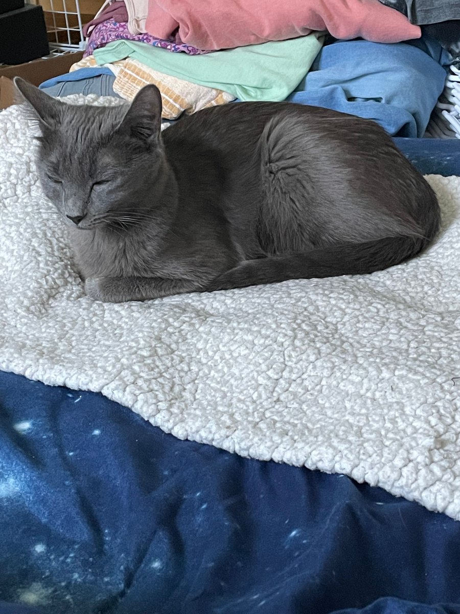 misslucyjane's tweet photo. Something Zoรซ does that I love is when she just wants to say hi, she'll tap her paw on my hand or my knee or wherever. It's a tiny thing but it's so cute. #LifewithZoe #CatsOfTwitter https://t.co/VOPaipC0Kt