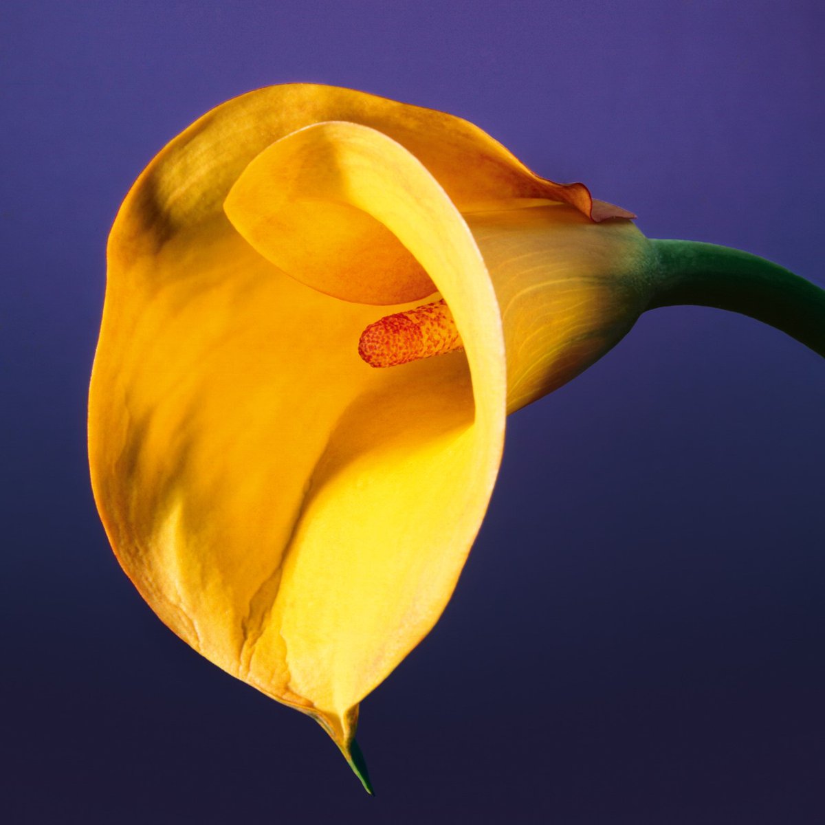 YourWullie's tweet photo. The Art of Album Covers 
.
Calla Lily, 1988/89
Photo © Robert Mapplethorpe 
.
Used by Swans on The Burning World, released 1989. https://t.co/yiTKOjBExs
