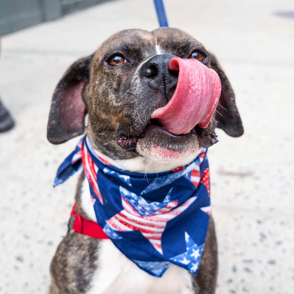 🇺🇸 Happy Independence Day from Enzo!🇺🇸 You're saving a hotdog for him, right? 🌭 Keep your pets safe and secure inside during the celebrations! If you must bring your dog outside tonight, be prepared, keep their leash secured, and make sure they have ID on them! Stay safe!