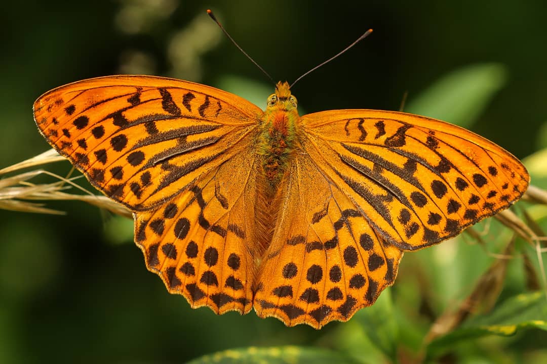 Anne83190328's tweet photo. Minstens zes #Keizersmantels op een wilde liguster, vandaag. Allemaal mannetjes, dacht ik. Waar waren de vrouwtjes van deze prachtige #vlinder ? 

#keizersmantel
#butterfly #vlindertelling #meijendel #silverwashedfritillary

@vlinderNL @NPHollandsduin https://t.co/jlZCqm8pnY