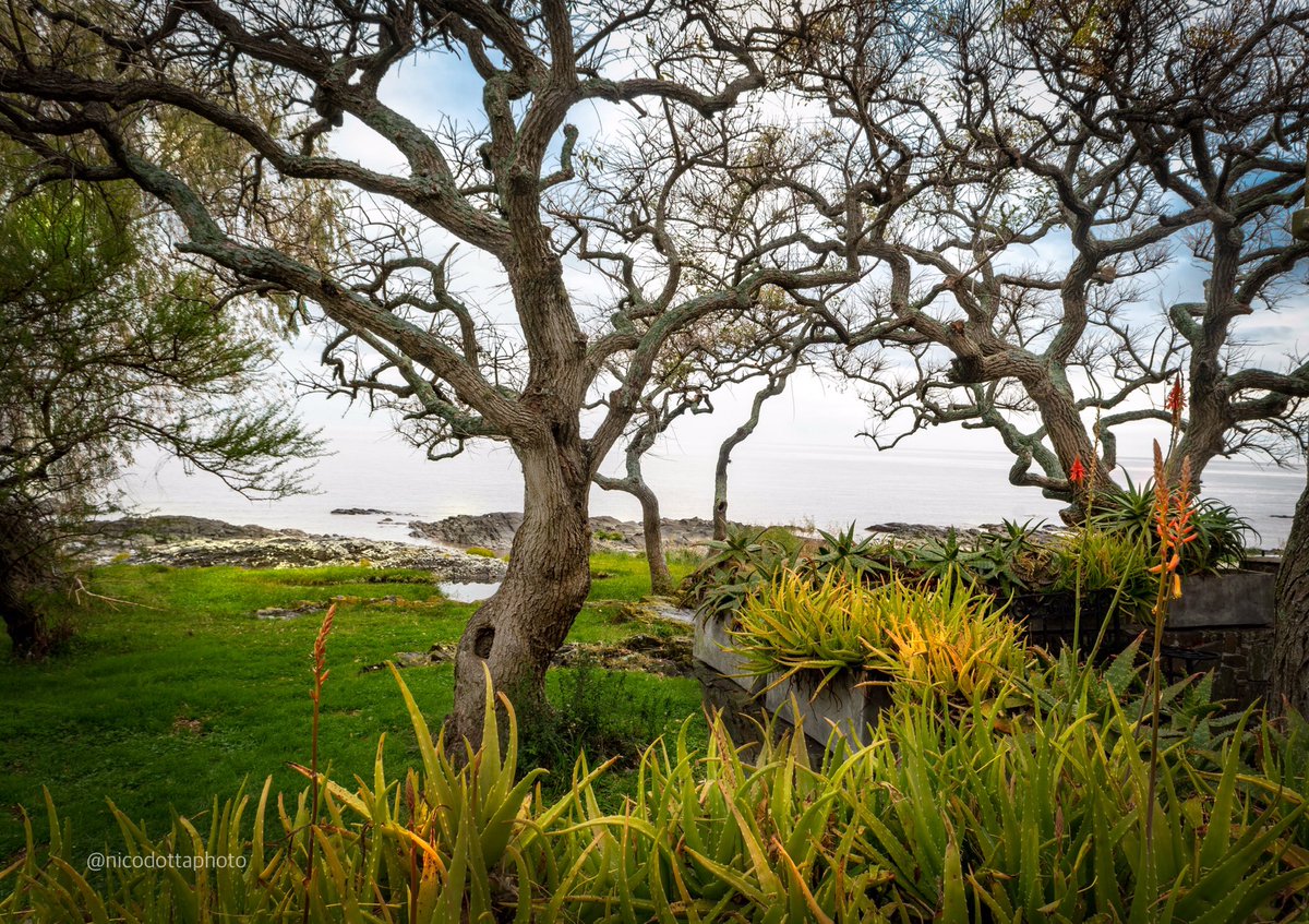 nicodottaphoto's tweet photo. A nice dead-end street at #coloniadelsacramento
#nature #naturephotography #tree #trees #arboles #awesome_earthpix #awesomeearth #awesome #instatree #instagood #instadaily #fotografia #fotoaventurauy #fotodeldia #uruguay #colonia #naturaleza #nikonuruguay #nikon https://t.co/28fhPh3NjU