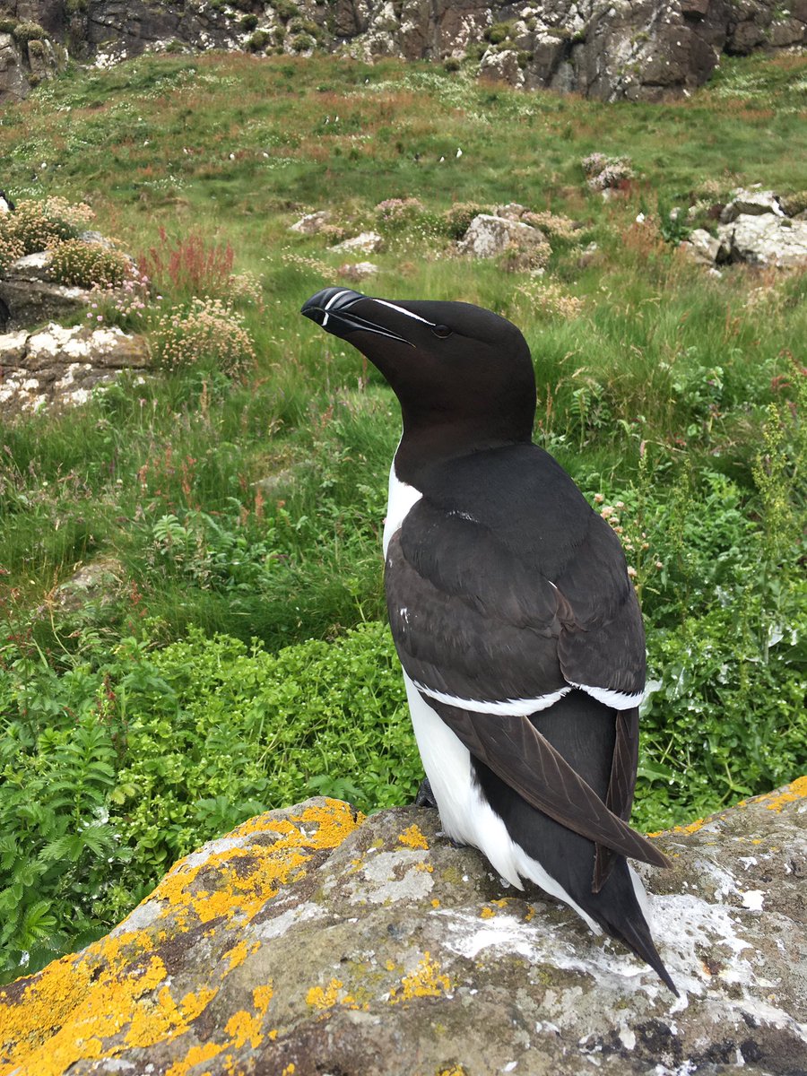 I’m biased but seabirds are the best!

The most incredible week of seabird census and ringing with the Treshnish Isles Auk Ringing Group!

Brilliant company, beautiful islands and amazing birds #seabirds #seabirdscount