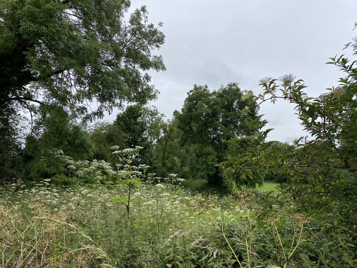 Lords of Strut (@lordsofstrut) on Twitter photo Giant Hogwart on the way to the <a href="/IrishAerialCC/">Irish Aerial Creation Centre</a> #biodiversity #dreamfactory
#bubbling #artsclimateaction Giant Hogwart on the way to the <a href="/IrishAerialCC/">Irish Aerial Creation Centre</a> #biodiversity #dreamfactory
#bubbling #artsclimateaction