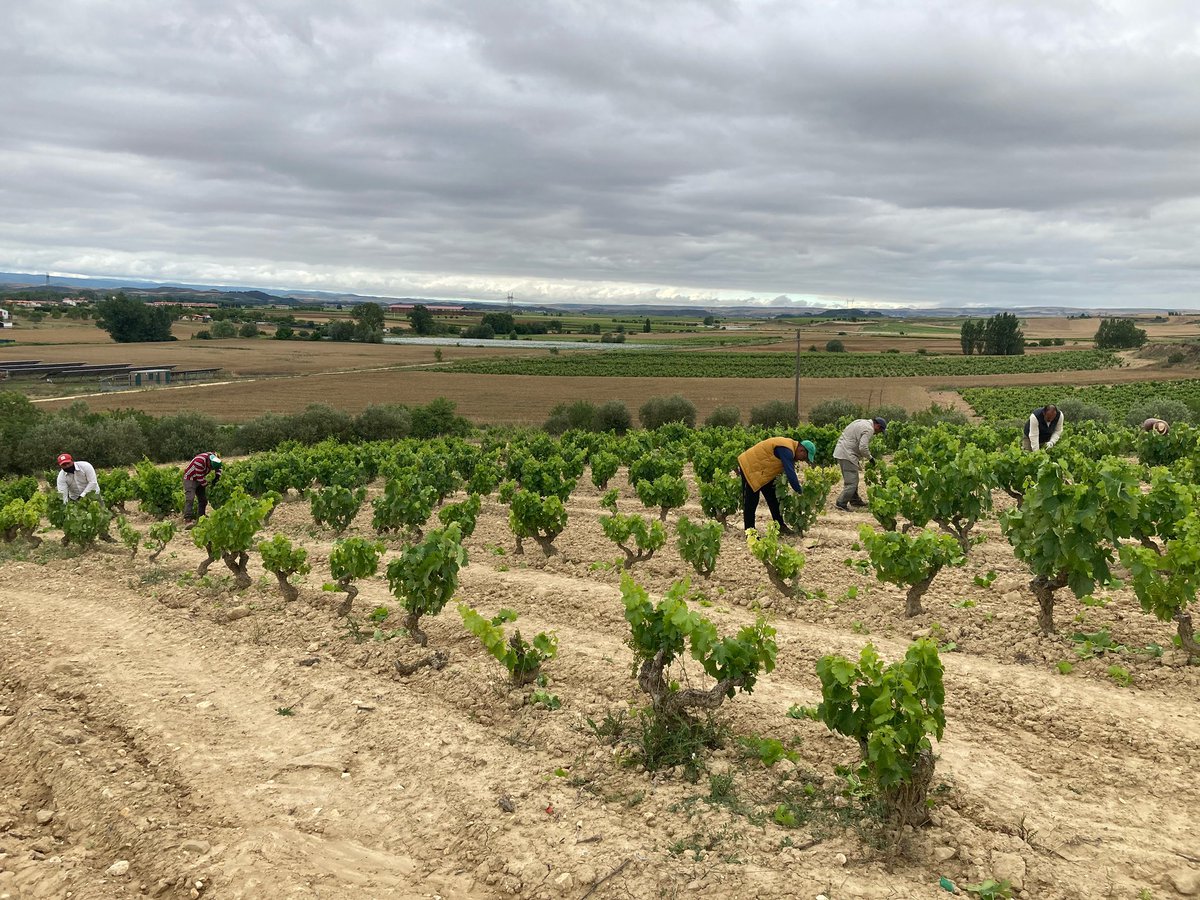 bodegaakutain's tweet photo. Last week, doing the “desniete” in our garnacha vineyard around the winery: the unproductive shoots are removed from the vines by hand to allow air flow between leaves and avoid moisture… https://t.co/jiEaAjSY06