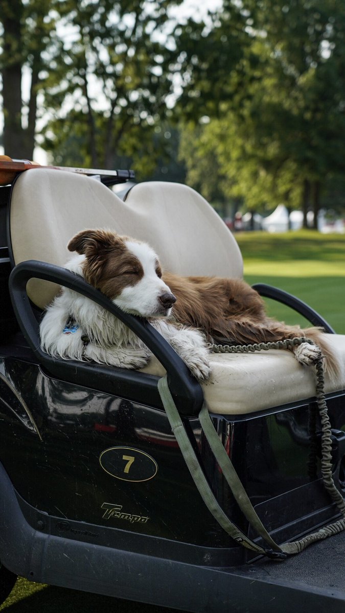 RocketClassic's tweet photo. Nothing to see here, just a good boy. #RocketMortgageClassic 

cc: @dog_rates https://t.co/hC7mXZPhbL