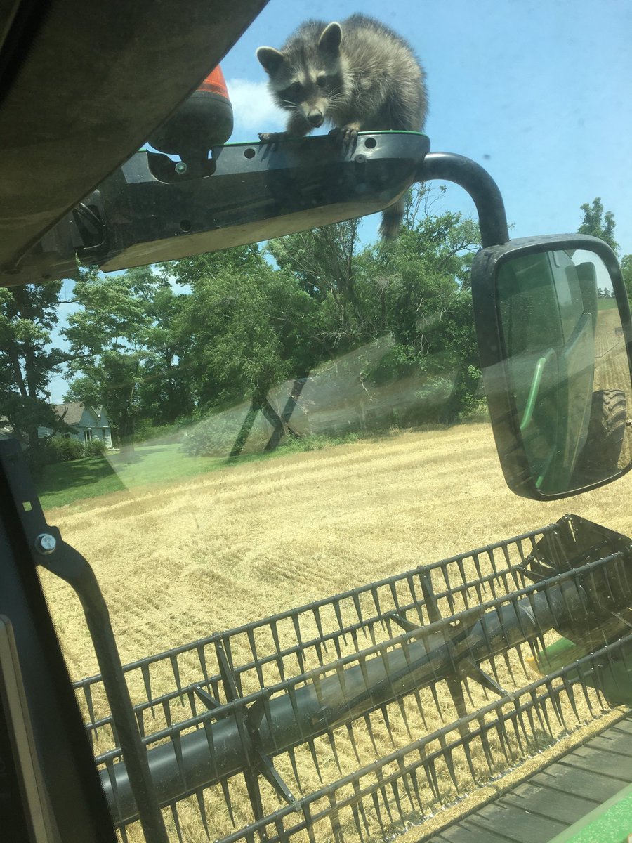 hackman_sam's tweet image. Well hello little fella. I guess you’re the little bastard that shit all over the combine. I hope you fall...