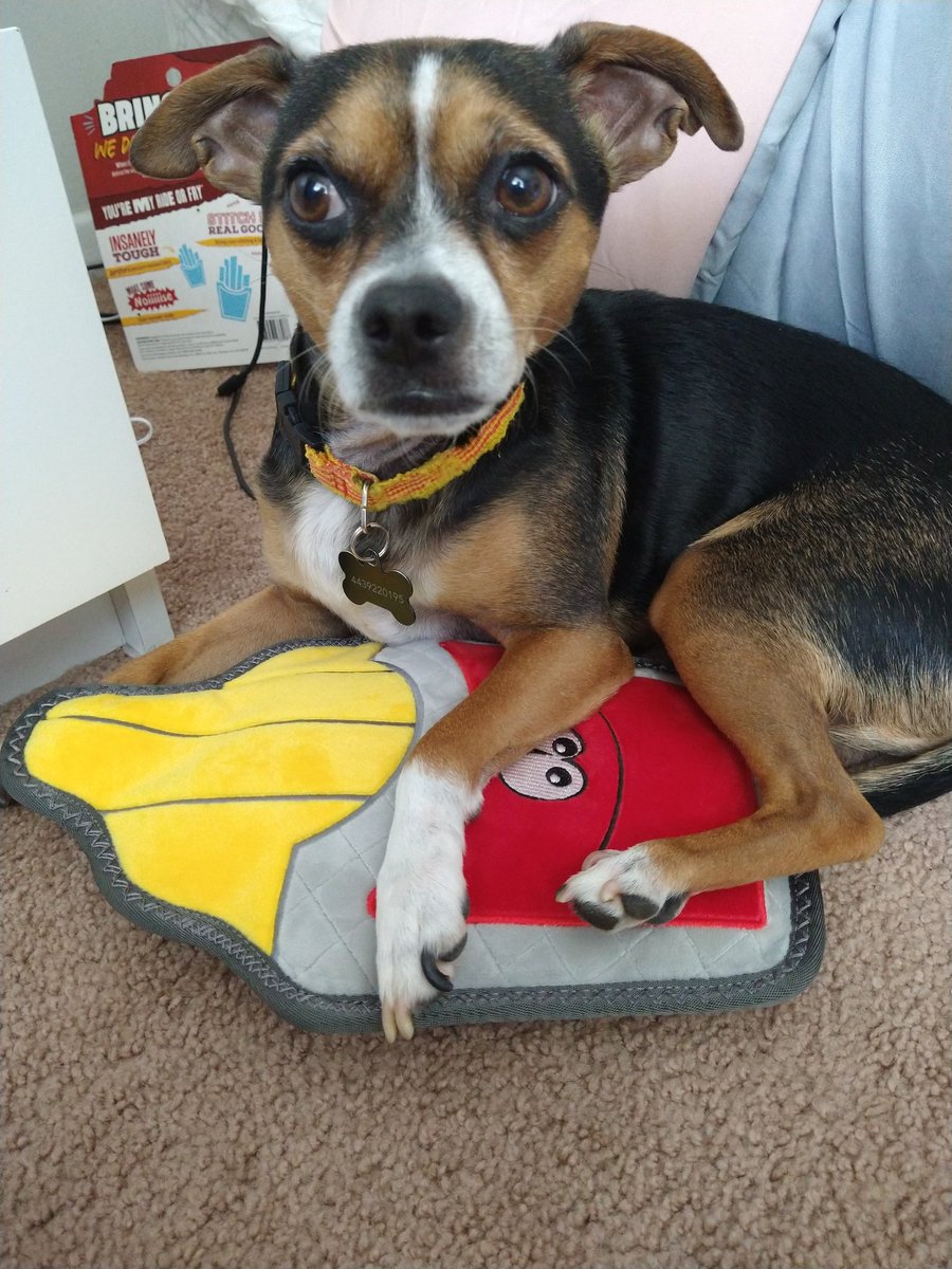 luciana_peter1's tweet photo. #tryitsampling @toppawpetproducts This Top Paw Rip Roarin' Tough French Fries Dog Toy - Squeaker toy is HUGE and squeaky and it's really funny to watch our dog play with it! This toy, keeps him busy with all day! #toppaw @PetSmart #petsmart
Read👇
https://t.co/CxiaVhXjNJ https://t.co/aWiWSxE7uU