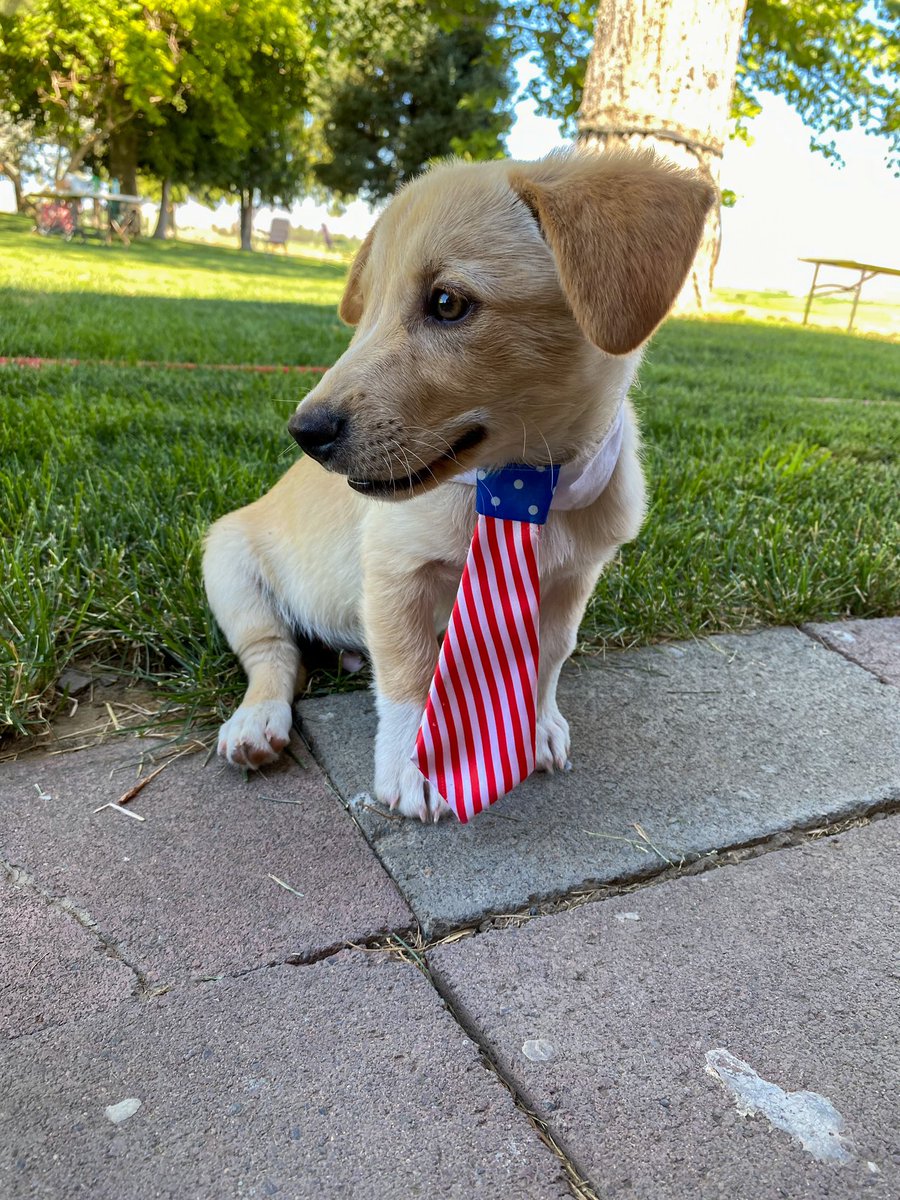 MadiTerry1's tweet photo. my lil 4th of July pup🇺🇸 https://t.co/yylS7KulX0