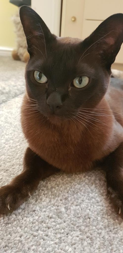 WabbittPellets's tweet photo. @TreasuryMog this is Flowerpot Fuzzypawz otherwise known as Moosie, she is a lovely chocolate brown Burmese https://t.co/AcBWlNmyef