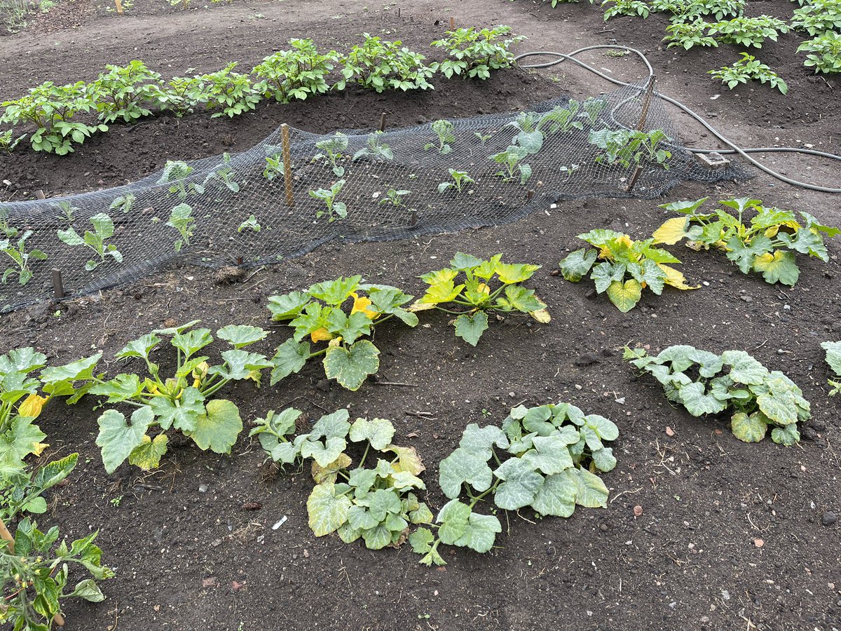 InverurieWest's tweet photo. The garden behind the hall is looking good under the care of Kenneth and volunteers…the sunflowers planted by Malek and Amina don’t look bad either. 🥕🥬🍅🥦🌻🧅

@churchscotland @ecocongregation #communitygardening #gardeninglife https://t.co/LLclgDGMA1