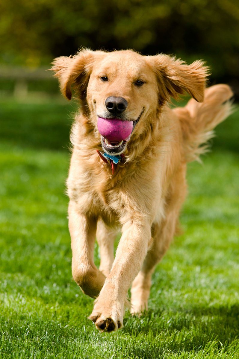 Thinking about adding a new furry faced family member to your home? Here's what the neighbors have probably chosen: buff.ly/3jLkoFA