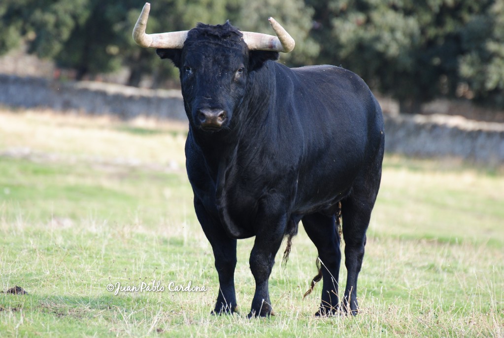 JuanMalacara17's tweet photo. "Duende" n° 101 Toro con unas hechuras perfectas y bravísimo de comportamiento. Enhorabuena a sus criadores.@PRGtoros https://t.co/b2I0hU4qDG