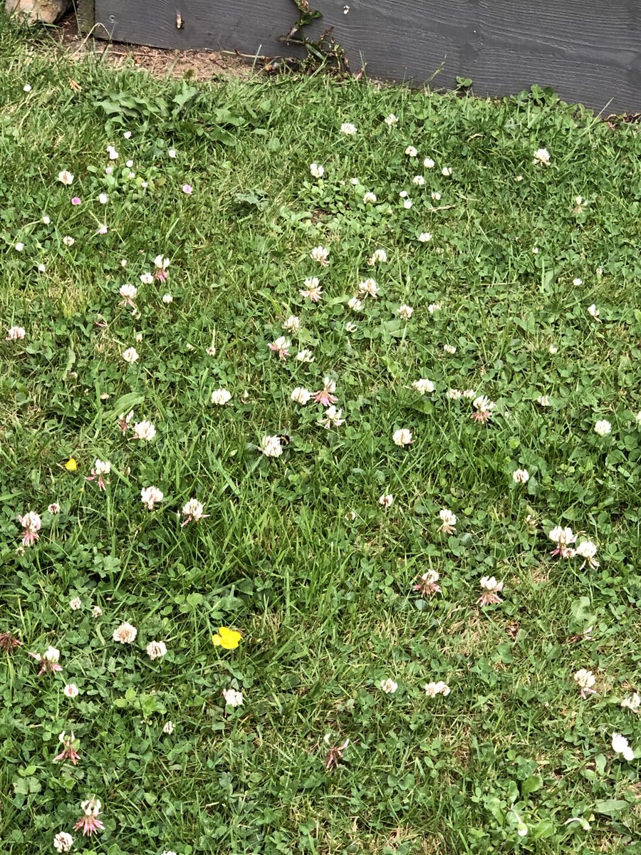 AlanJagoe_Macra's tweet photo. Plenty of #beeactivity around https://t.co/XWBPAmTpZx