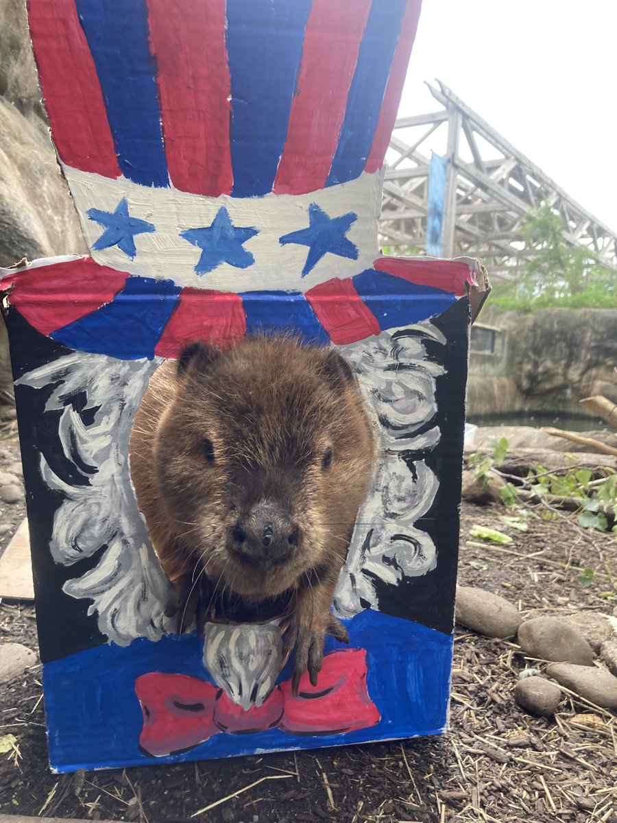 BPZoo's tweet photo. We had a little fun with some #july4th enrichment 🙂 🇺🇸 https://t.co/UkUbVcN0HW