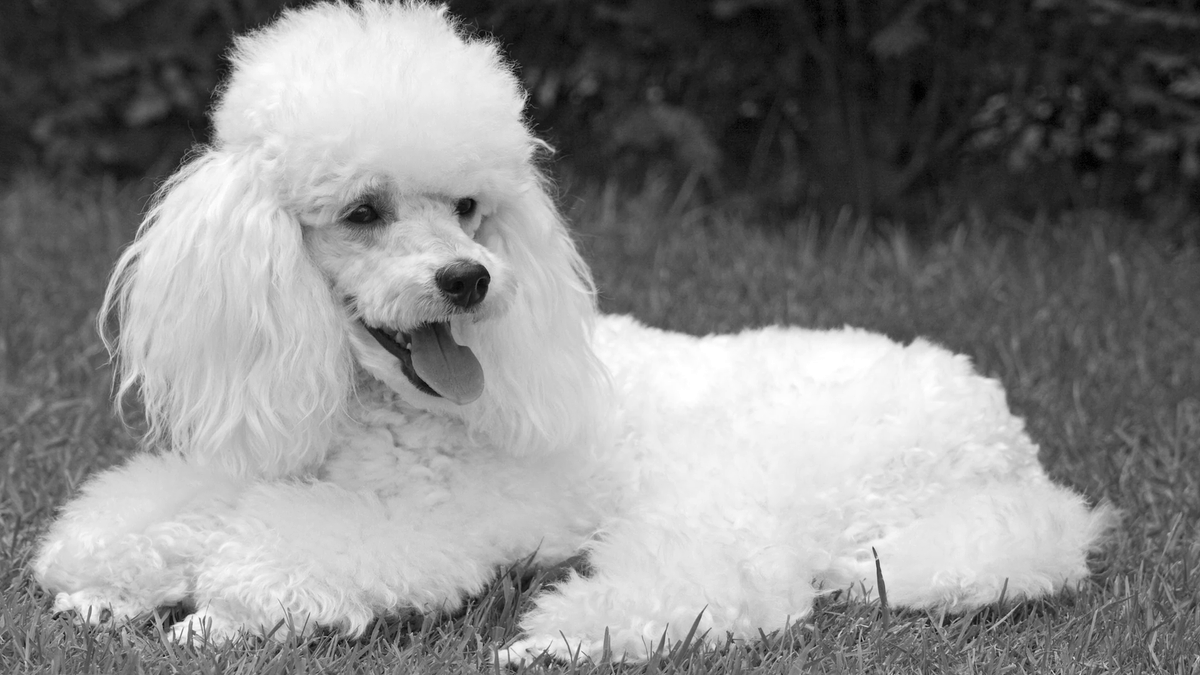 poogiedog's tweet photo. Ruhe in Frieden, Poogie 🐩⚰️🌹🎀 https://t.co/XU7hu5TWnQ