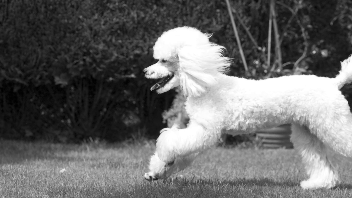 poogiedog's tweet photo. Ruhe in Frieden, Poogie 🐩⚰️🌹🎀 https://t.co/XU7hu5TWnQ