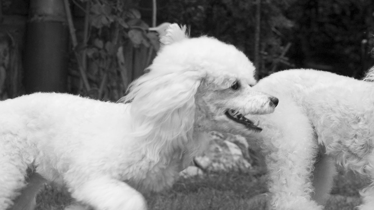 poogiedog's tweet photo. Ruhe in Frieden, Poogie 🐩⚰️🌹🎀 https://t.co/XU7hu5TWnQ