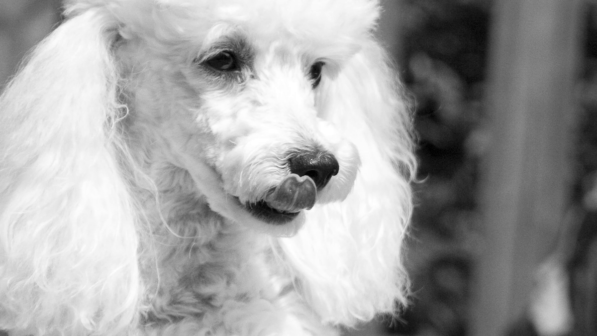 Ruhe in Frieden, Poogie 🐩⚰️🌹🎀