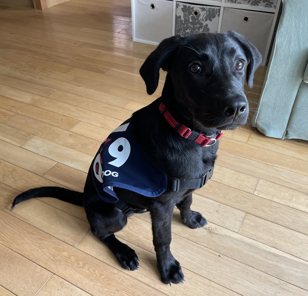 I’m hoping to grow into my @OscarKiloNine jacket! #999family #armedforces #dogsoftwitter #Dog #dog #Wellbeing #wellbeingdog