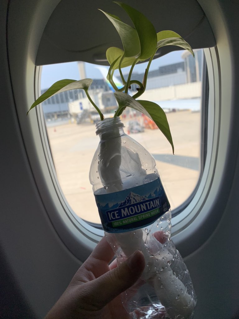 YMayrela's tweet photo. Cutting from the first plant i ever owned is coming back to Seattle with me 🥰 https://t.co/huQmQXMMGz