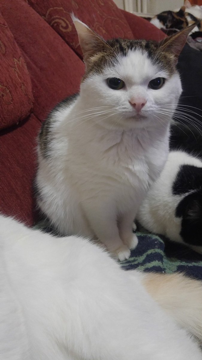 Arkadaşlar merhaba. Biliyorsunuz Gülşen 3 hafta önce fip tedavisine başladı. Gülşenle birlikte bi yavrum daha fip tedavisi görüyor şu an. Aynı zamanda sokak hayvanları ile de ilgileniyorum. Bu nedenle süreç benim için iki kat daha zorlu geçiyor.Tekrar desteğinize ihtiyacımız var.