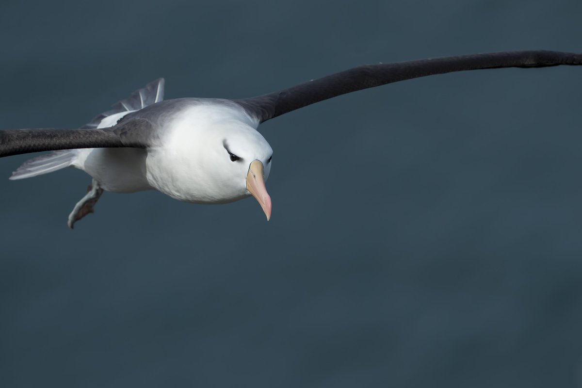 Black-browed Albatross <a href="/Bempton_Cliffs/">RSPB Bempton Cliffs</a> today @JJ_Johnson92 <a href="/RareBirdAlertUK/">RareBirdAlertUK</a> <a href="/rbnUK/">Rare Bird Network</a> <a href="/Britnatureguide/">The British Nature Guide</a>
