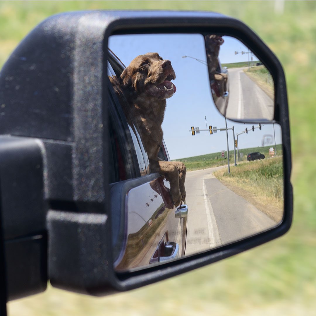 Hope everyone can enjoy the 4th as Turbo does. He knows how to embrace life!  👏💪🐾🐶 #dogsoftwitter