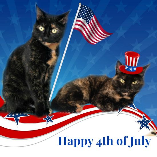 jeffgolempress's tweet image. Happy 4th, From the Ninja Cats! Just remember, Pudding is as American as Apple Pie! #ninjacats #pudding #mitsi #roma #ninjas #americanninja #4thofJuly #Animations #cartoons #pinkyandthebrain #animaniacs #catlovers #teenagemutantninjaturtles #applepie #Fireworks #amwriting