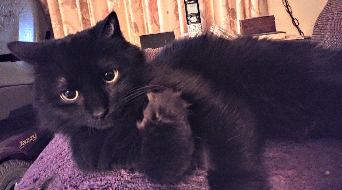 joannmw24's tweet photo. CoCo. #Caturday #cocolicious #blackcatsrock #PurpleTowelGang https://t.co/raTV07AxXt