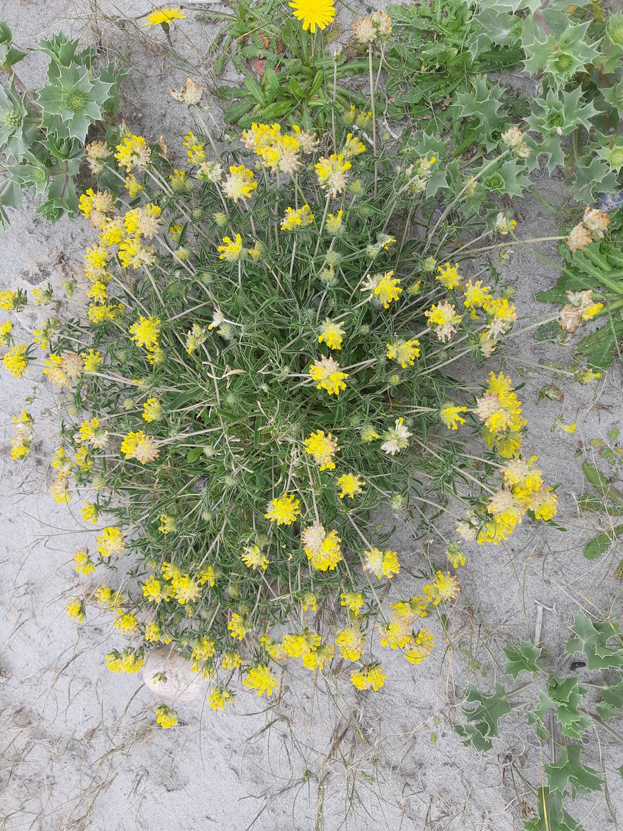 GatherOnlySeeds's tweet photo. For #wildflowerhour - celebrating this week’s sunshine, two golden rosettes: #KidneyVetch on #Mullet #machair +
#BuckshornPlantain - though leaves are very linear -#plantidentification ? New inland site, #Dooleeg #NorthMayo @wildflower_hour #pollinatorplants https://t.co/sicdSzYskE