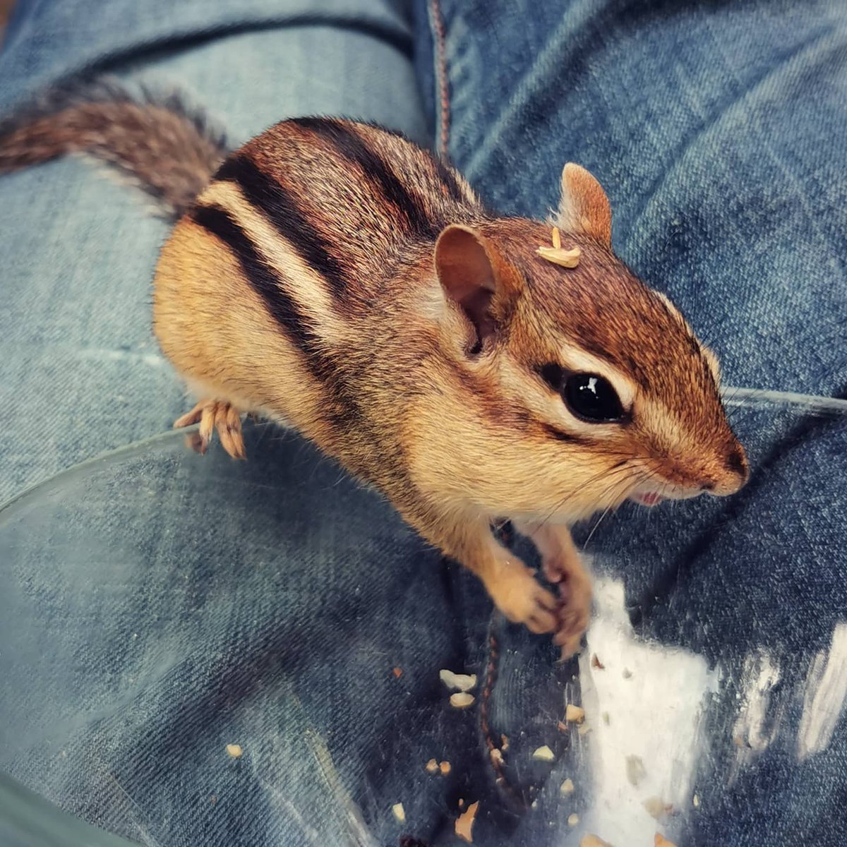 Take time to make friends with your neighbours

#GoodNeighbour #Chippy #Chipmunk