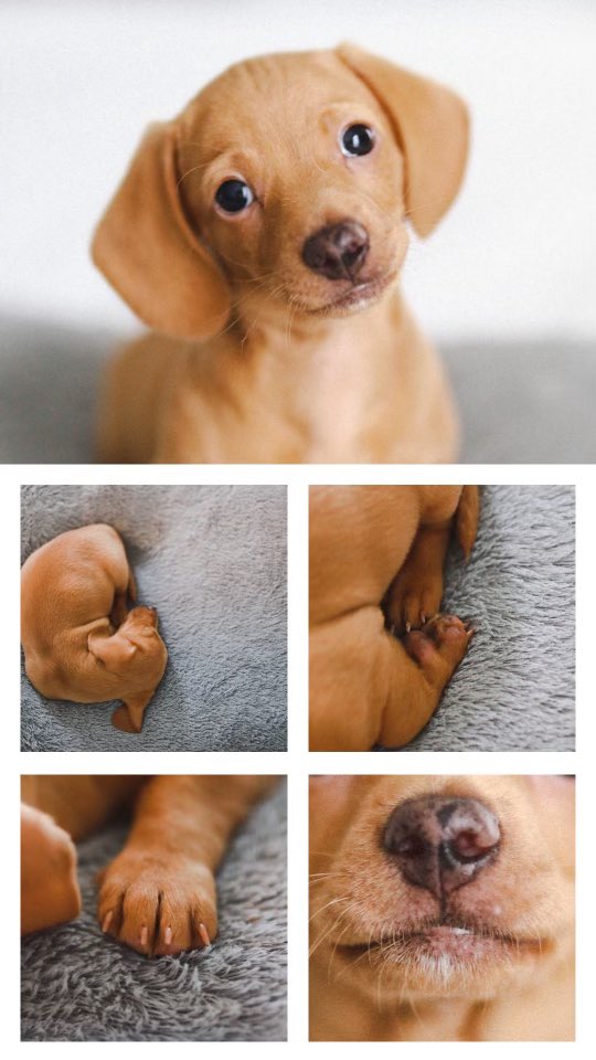 kimberlybfruge's tweet photo. i’m honestly so obsessed with this little dude ! https://t.co/F9JsgV2hxR