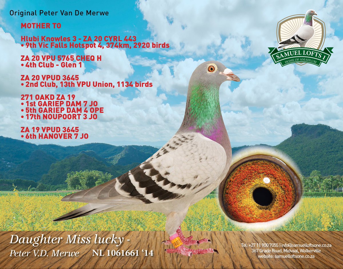 SamuelLofts's tweet photo. Samuel Lofts won 9, 18 and 80 place in the top 100 against 2920 birds at the Victoria Falls Hotspot 4, against 374km with prize money. 

9th place, “Hlubi Knowles 3” ZA 20 CYRL 443 is bred from “6657 NWH 15 N” &amp; the mother is “Daughter Miss Lucky” 1061661 NL 14. #Pigeons https://t.co/TyQA7NIvAL