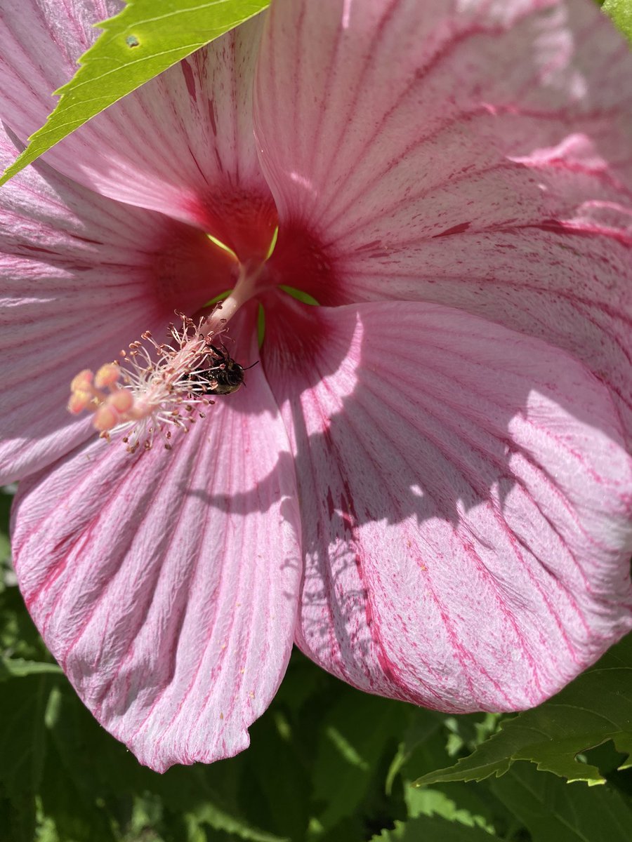 Voldenae's tweet photo. Bumble butt. 
Bumble bumble bumble butt. 

#BumbleButt #BeeBooty #Bees https://t.co/RnlRH5jTdu