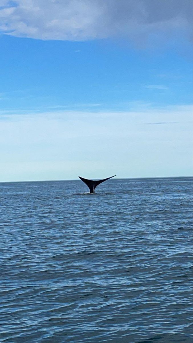 NachoTorresCH's tweet photo. Después de un tiempo muy difícil para Puerto Piramides y todo el sector del Turismo, de a poco se reactiva uno de los espectáculos más lindos de la Argentina mostrándole al mundo todo el potencial de Chubut 💪 https://t.co/pwNqwA2p5j