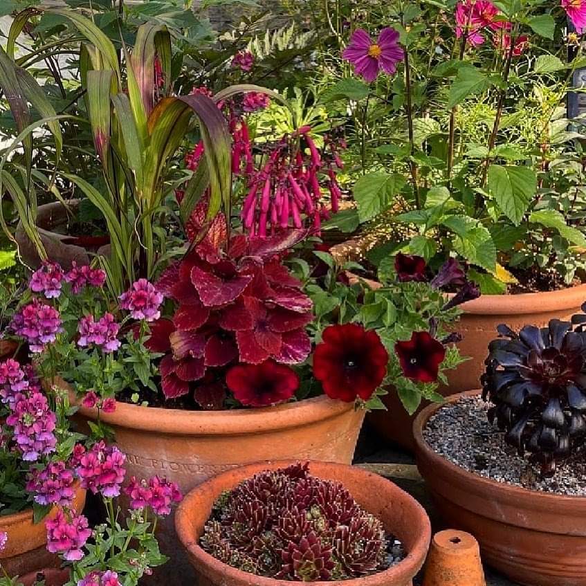 Next Sun 11 July 21 we are opening our garden for The National Garden Scheme 10:30-4pm. Serving tea,coffee &amp; cakes! Hope you can come 💕

@hardyplantsociety @ngslancashire @nationalgardenscheme #cartmel #gardenopenforcharity #macmillancancersupport