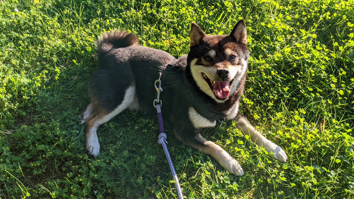 PFurrybottom's tweet photo. Ich hoffe ich werde eine würdige Nachfolgerin als beliebtester Hund Grenidas. 🙏🐩🐕 #Doge #Grenida https://t.co/z0R9Yaeuyo