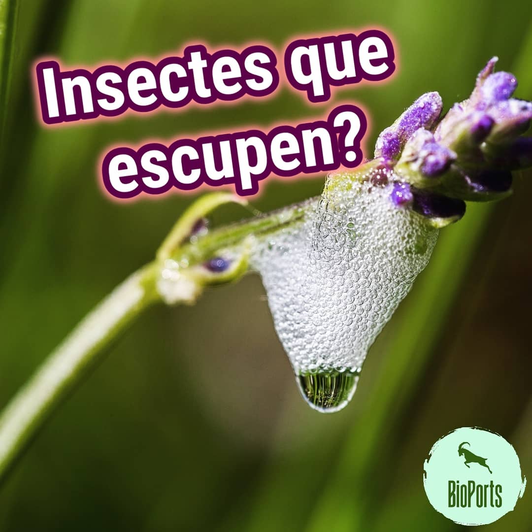 bio_ports's tweet photo. Tornen els #insectes a #BioPorts 🐞👀
Us parlem d'un grup que... Escup? 😅
Desobreix aquest fenòmen de la #naturalesa al nostre #instagram
(enllaç a sota) 👇🏻
La #biodiversitat del massís del #Port mai ens deixa de sorprendre 😱🤩
➡️➡️ https://t.co/MkHknIZLCk ⬅️⬅️ https://t.co/DNphBDpKiB