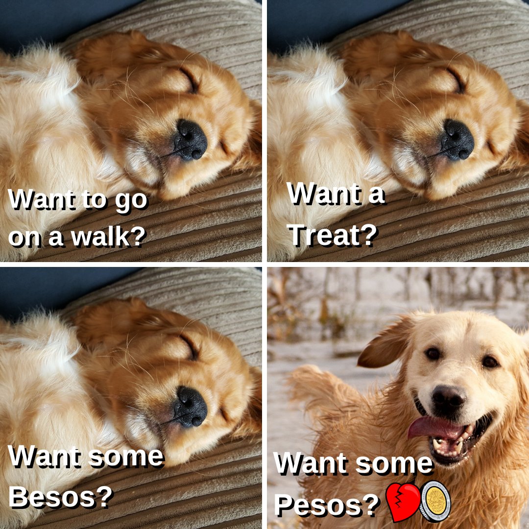 AllPesosNoBesos's tweet image. Even Dogs love Pesos 💰💔‼️
#APNB💰💔