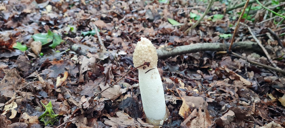 PaceBarry's tweet photo. My nose #Spotted these before my eyes.. Stinkhorns brought out by the recent rain in SE England starting like something you'd see in the Alien films... #WeirdEgg .... #Fungi
hmmmm 🤔new account image when I need it I reckon..... @AWeirdEgg.. https://t.co/xSvp3Mts0O