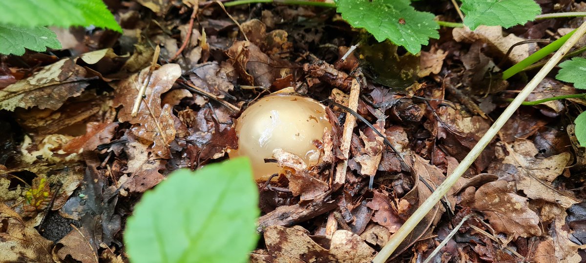 PaceBarry's tweet photo. My nose #Spotted these before my eyes.. Stinkhorns brought out by the recent rain in SE England starting like something you'd see in the Alien films... #WeirdEgg .... #Fungi
hmmmm 🤔new account image when I need it I reckon..... @AWeirdEgg.. https://t.co/xSvp3Mts0O