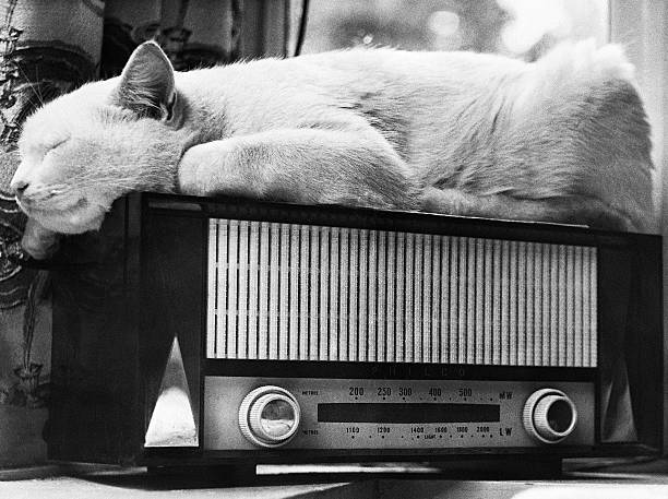 Юмористические аудио. Кот с магнитофоном. Коты и радио. Кот и радиоприемник. Радиоприемник веселый.