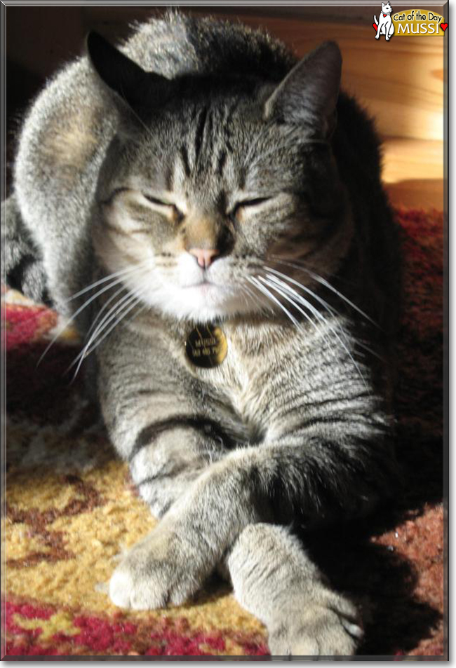 catoftheday's tweet photo. Sunday's Cat of the Day is #cute Mussi, an #American #shorthair #kitty #love - read his #amazing tale and see more #photos at https://t.co/fk9UrvmJ2D #catoftheday  #CatsOfTwitter #catsofinstagram https://t.co/nOQwT6uKIm