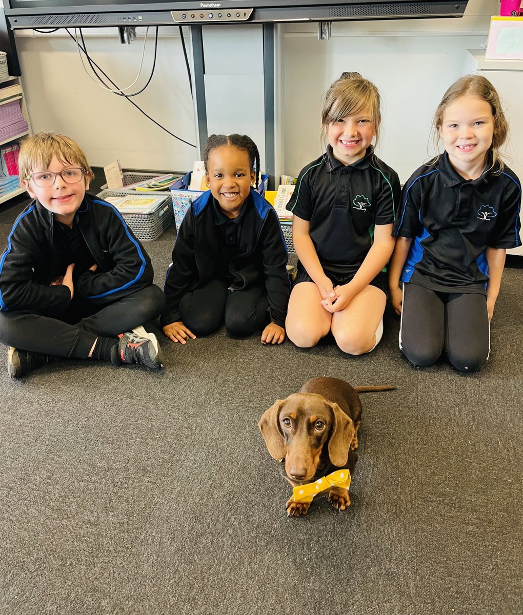 Little Bear loves visiting Y1 @KbaPrimary 🐻 he had a visit to meet some wonderful <a href="/EYFSKBA/">EYFS</a> children last week too! <a href="/DinoDiSalvo/">Dino Di Salvo</a> #year1 #ks1 #miniaturedachshund