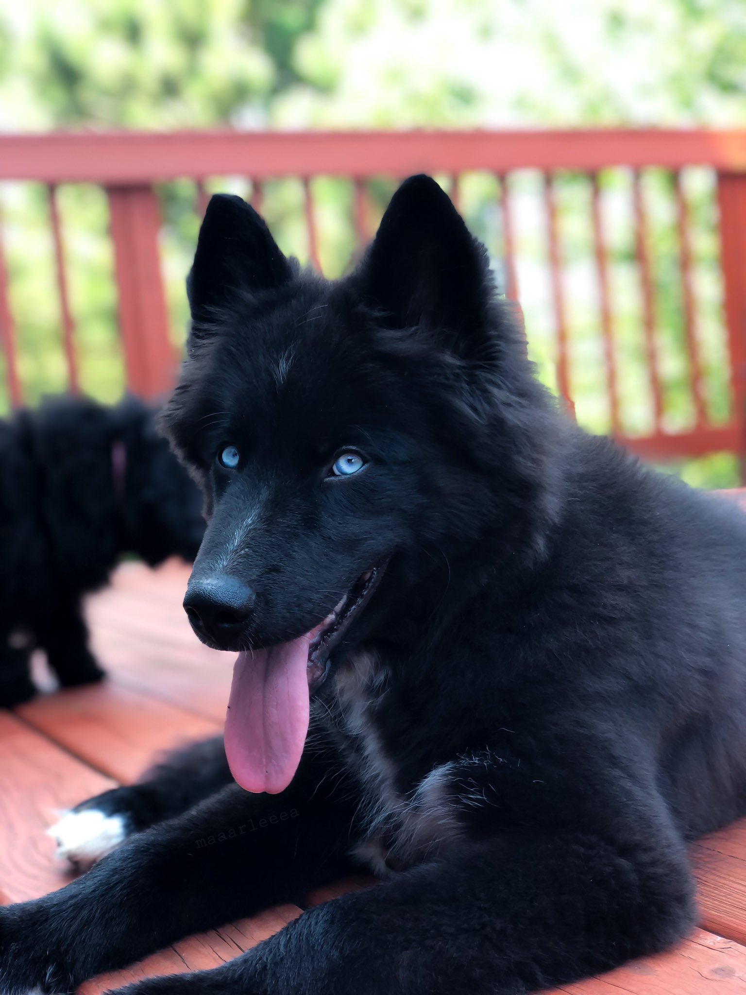 Solid Black Husky With Blue Eyes