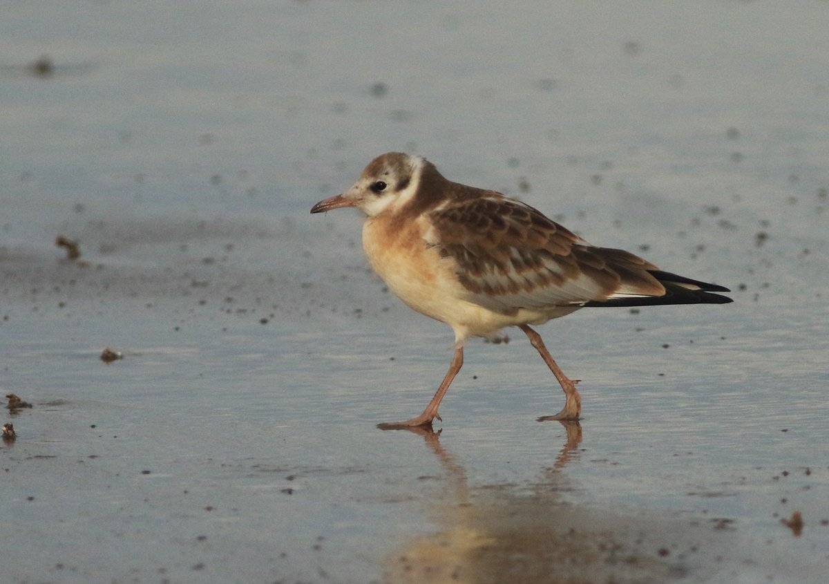 Markthebirder's tweet image. A sure sign of 'autumn' migration kicking in - the first juvenile Black-headed Gull on the beach here at #Filey this evening. Such beautiful birds, too....