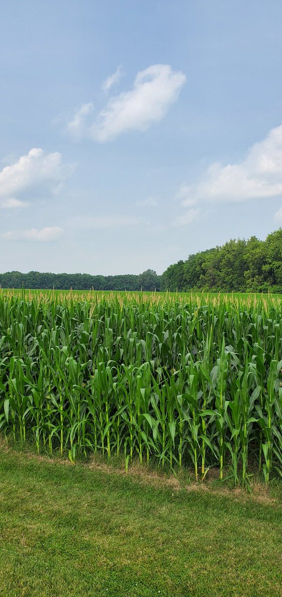 fultojp's tweet photo. Tassle high by the 4th!  #efields21 #precisionag https://t.co/QaSX4FSVnk