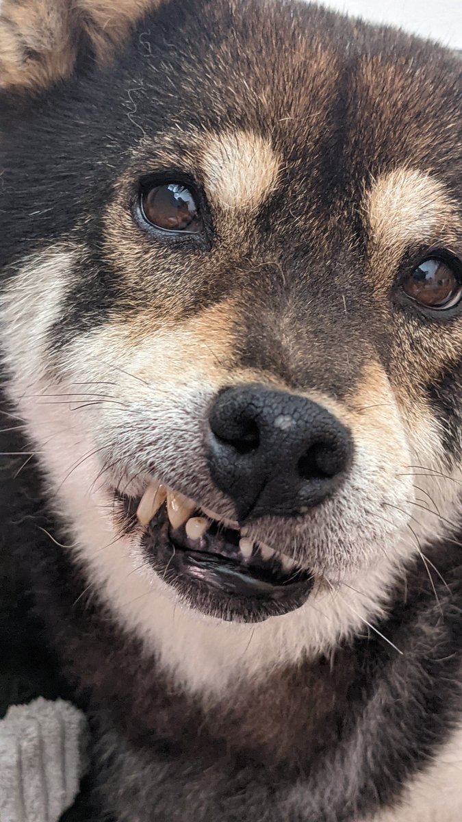 PFurrybottom's tweet photo. Na @poogiedog, wer ist JETZT der hübschste Hund #Grenida s??? https://t.co/36Pddz0YHJ