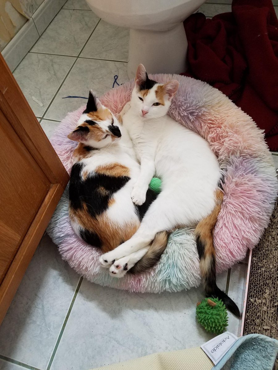 nyshelterpets's tweet photo. 😹 Say hi to #CINNAMIN ! #NYC She's the sweetest! #adoptdontshop 💙 https://t.co/LOgmShu3H4 https://t.co/MKVTkVjFuN