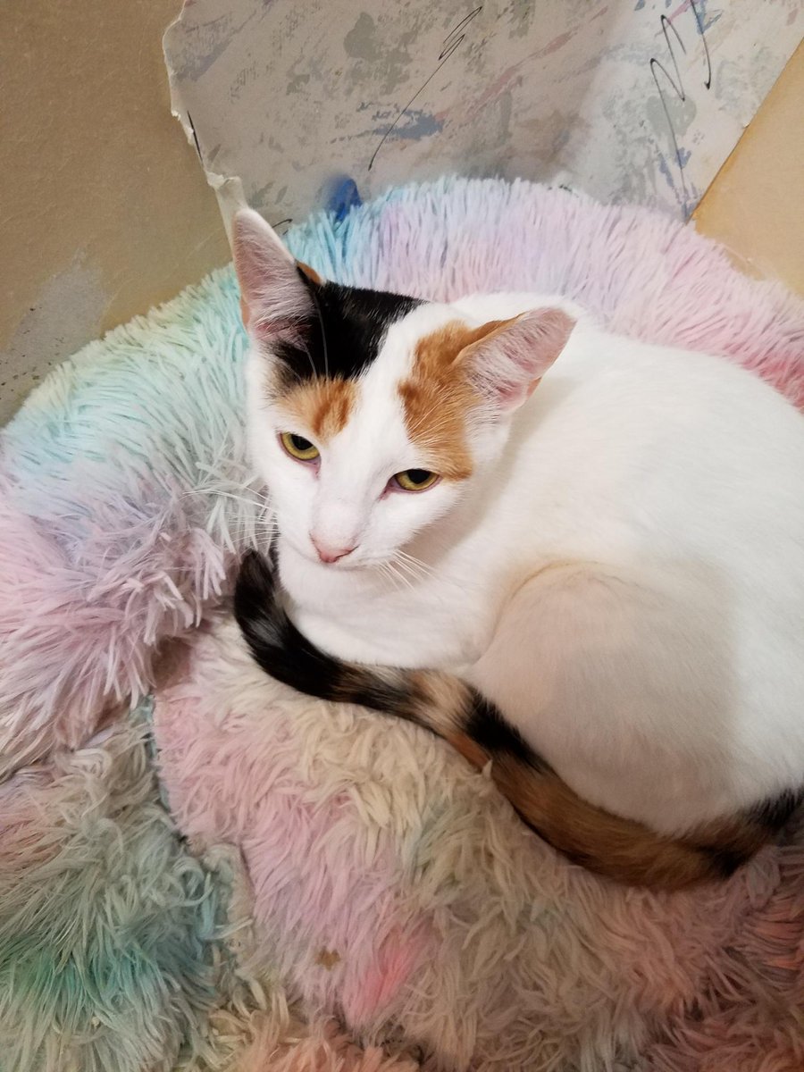 nyshelterpets's tweet photo. 😹 Say hi to #CINNAMIN ! #NYC She's the sweetest! #adoptdontshop 💙 https://t.co/LOgmShu3H4 https://t.co/MKVTkVjFuN